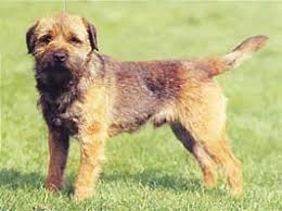 犬を家族に迎える前に